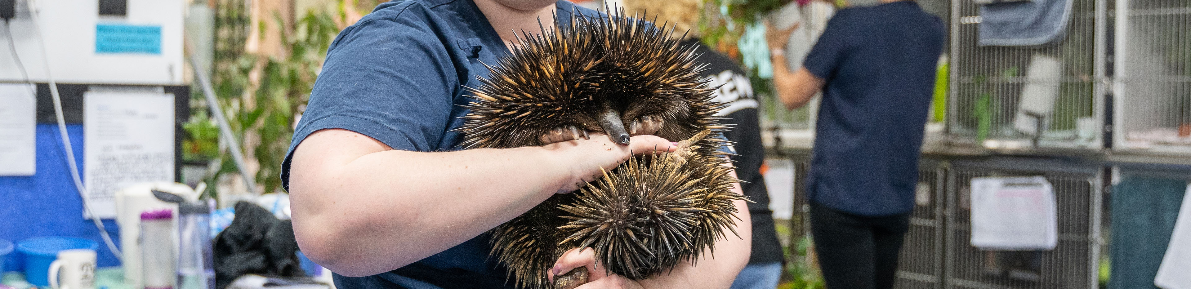 echidna being held